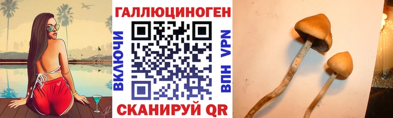 купить   Люберцы  Галлюциногенные грибы Psilocybine cubensis 